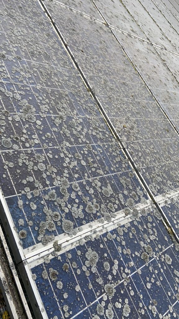 Flechtenentfernung von Solar- und Photovoltaikmodulen durch Frank Galley. Solarreinigung PV-Reinigung Photovoltaikreinigung