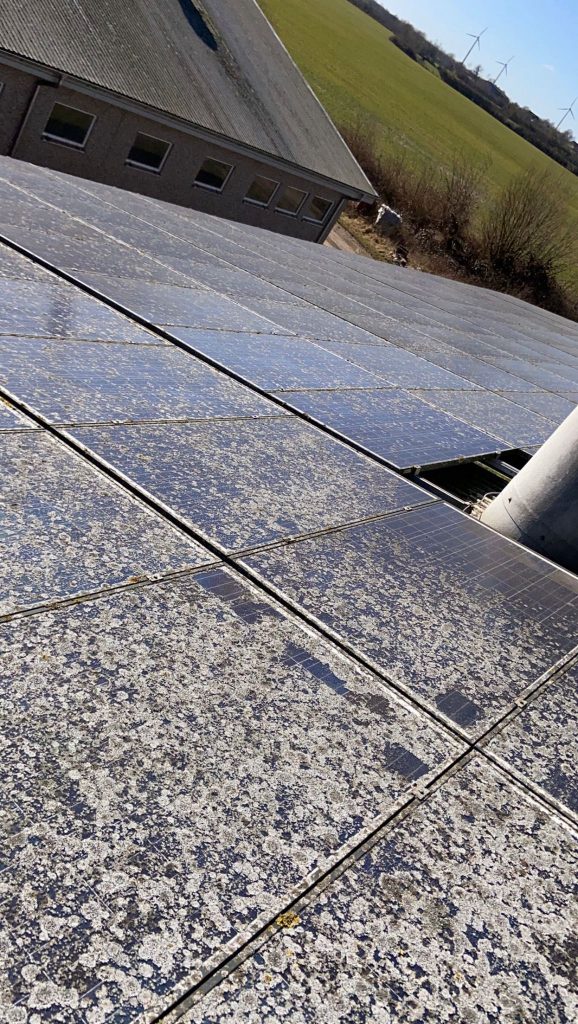 Flechtenentfernung von Solar- und Photovoltaikmodulen durch Frank Galley. Solarreinigung PV-Reinigung Photovoltaikreinigung
