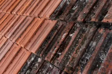 Dachreinigung durch Frank Galley