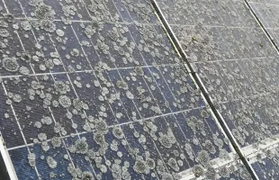 Flechtenentfernung von stark verschmutzten Photovoltaikmodulen